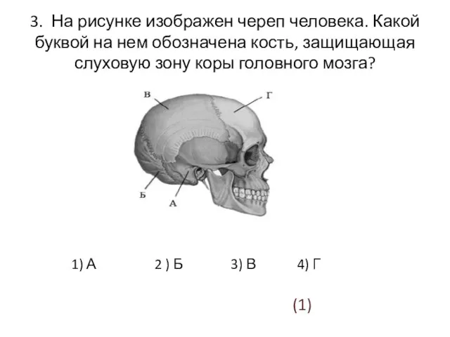 3. На рисунке изображен череп человека. Какой буквой на нем обозначена кость,