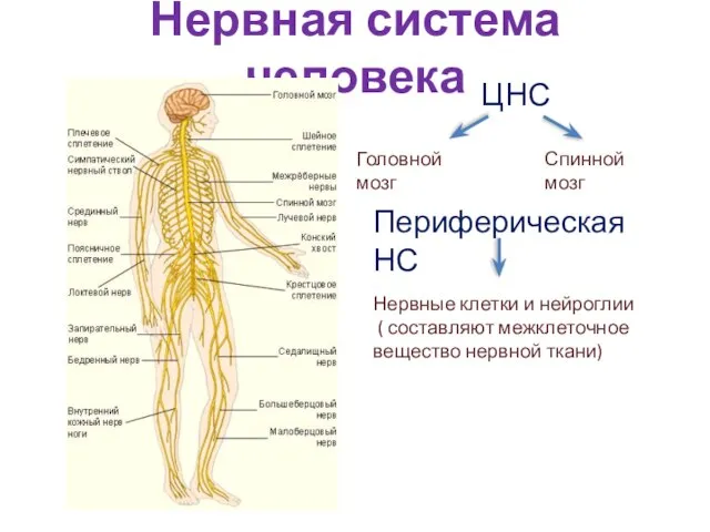 Нервная система человека ЦНС Головной мозг Спинной мозг Периферическая НС Нервные клетки