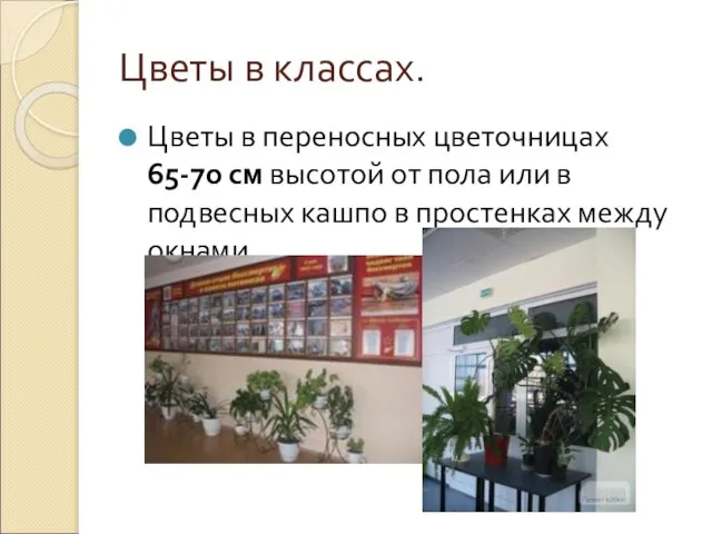 Цветы в классах. Цветы в переносных цветочницах 65-70 см высотой от пола