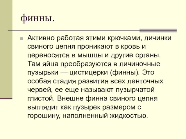 финны. Активно работая этими крючками, личинки свиного цепня проникают в кровь и