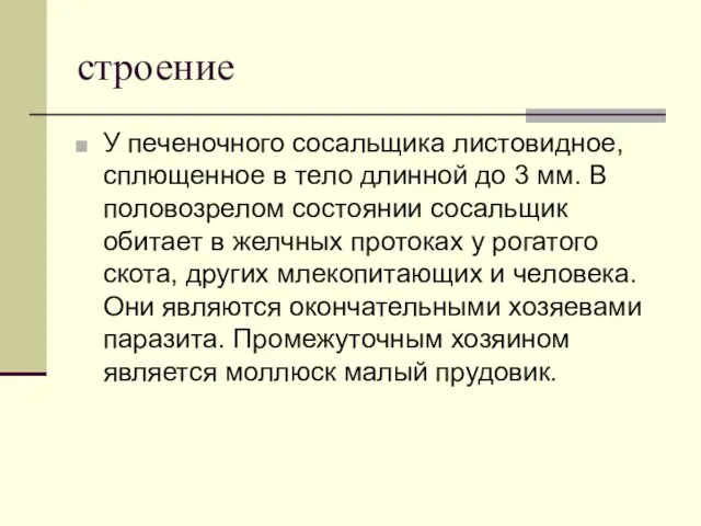 строение У печеночного сосальщика листовидное, сплющенное в тело длинной до 3 мм.