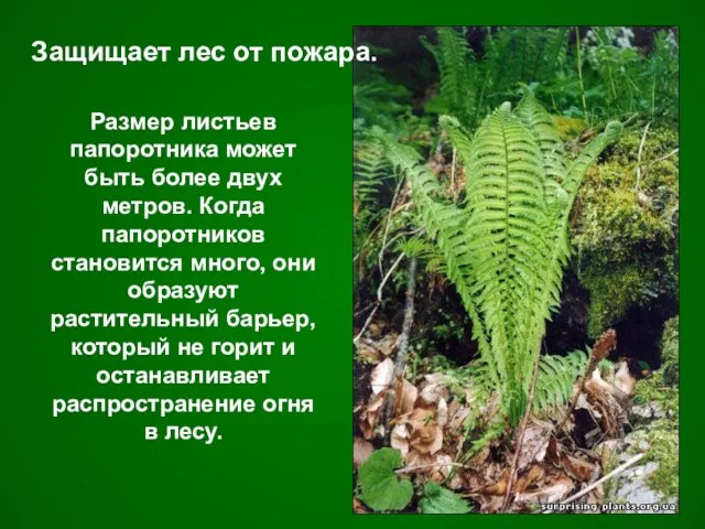 Размер листьев папоротника может быть более двух метров. Когда папоротников становится много,