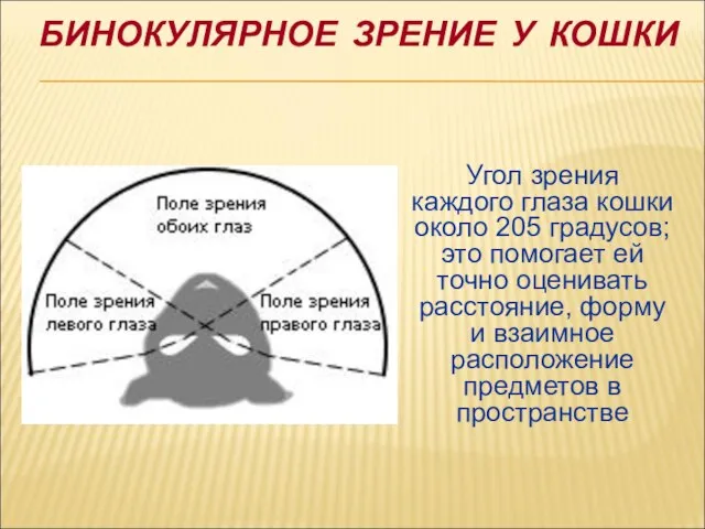 БИНОКУЛЯРНОЕ ЗРЕНИЕ У КОШКИ Угол зрения каждого глаза кошки около 205 градусов;