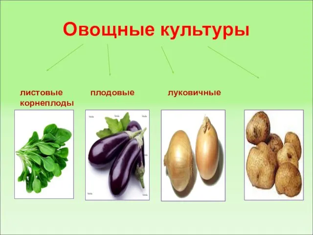 Овощные культуры листовые плодовые луковичные корнеплоды