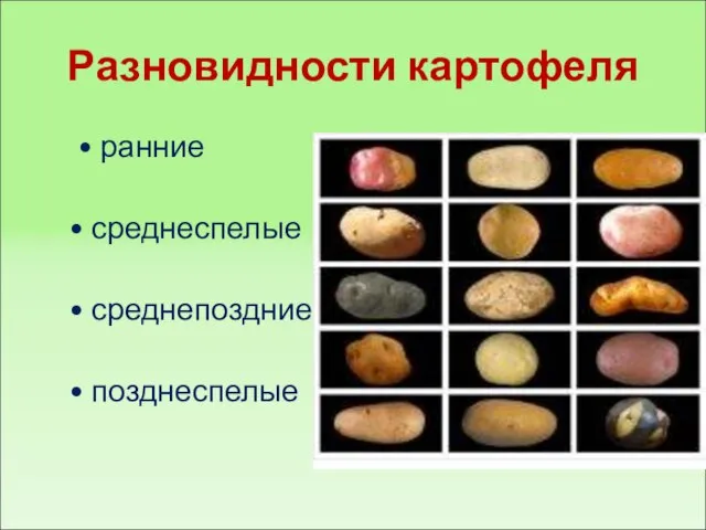 Разновидности картофеля • ранние • среднеспелые • среднепоздние • позднеспелые