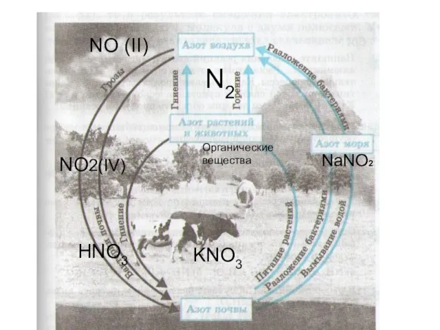 N2 NO (II) KNO3 HNO3 Органические вещества NaNO2 NO2(IV)