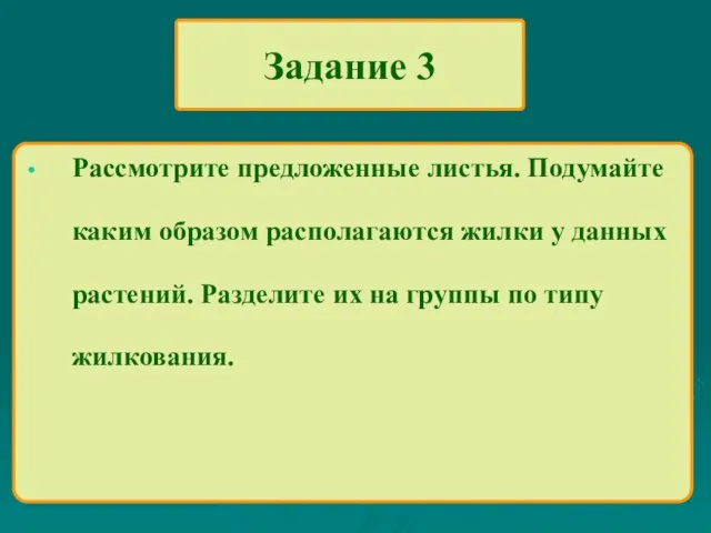 Задание 3 Рассмотрите предложенные листья. Подумайте каким образом располагаются жилки у данных