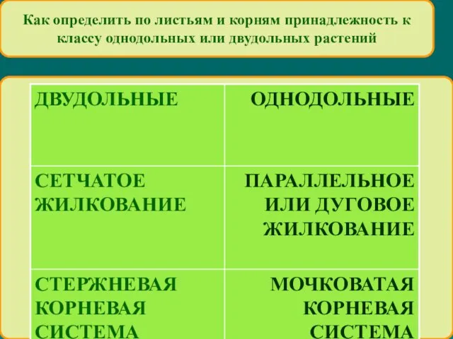 Как определить по листьям и корням принадлежность к классу однодольных или двудольных растений