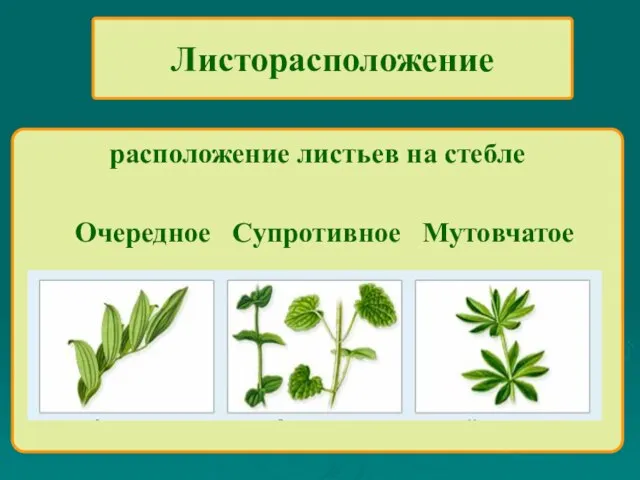 Листорасположение расположение листьев на стебле Очередное Супротивное Мутовчатое