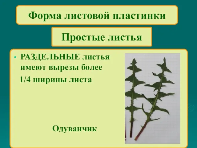 Форма листовой пластинки РАЗДЕЛЬНЫЕ листья имеют вырезы более 1/4 ширины листа Одуванчик Простые листья