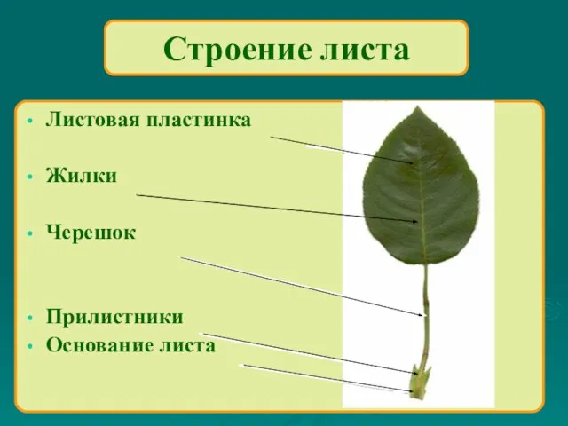 Листовая пластинка Жилки Черешок Прилистники Основание листа Строение листа