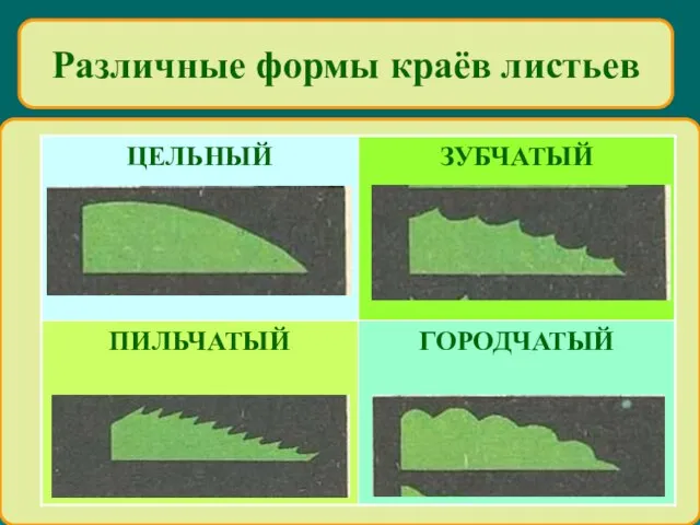 Различные формы краёв листьев