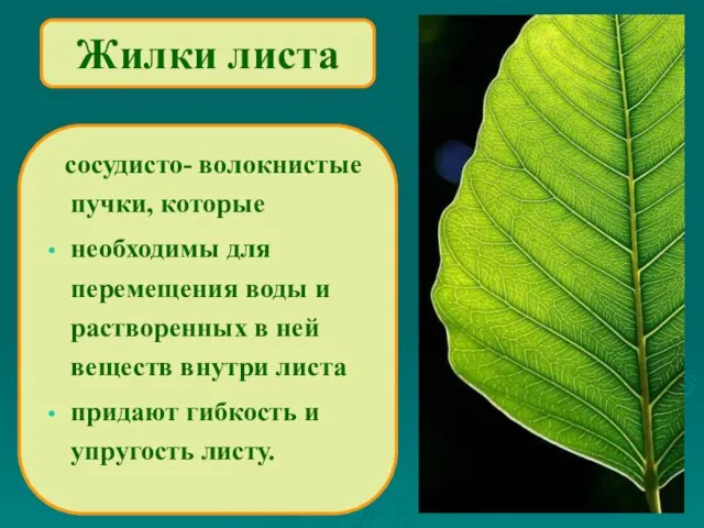 Жилки листа сосудисто- волокнистые пучки, которые необходимы для перемещения воды и растворенных