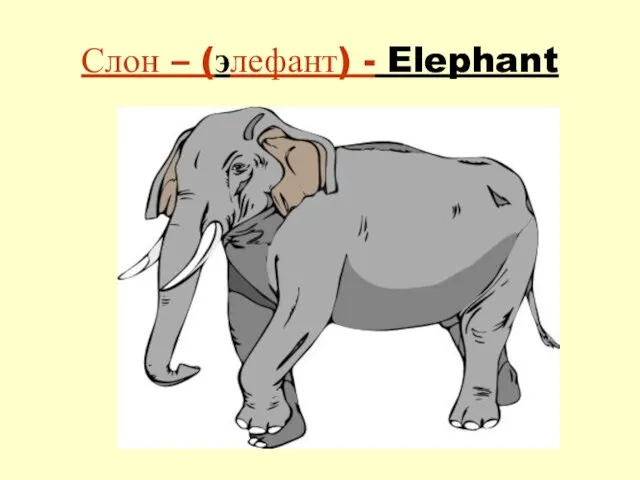 Слон – (элефант) - Elephant