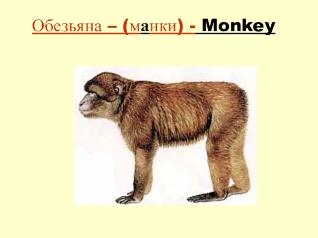 Обезьяна – (манки) - Monkey
