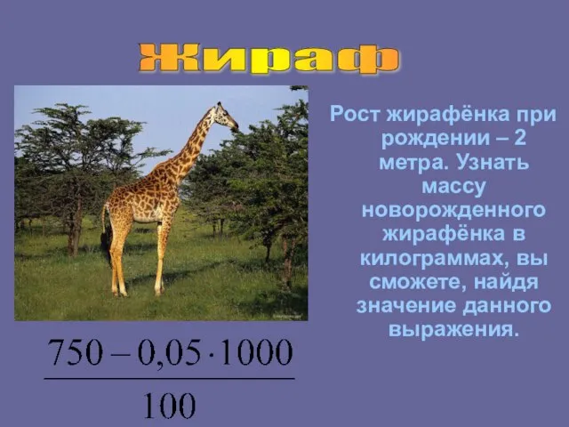 Рост жирафёнка при рождении – 2 метра. Узнать массу новорожденного жирафёнка в