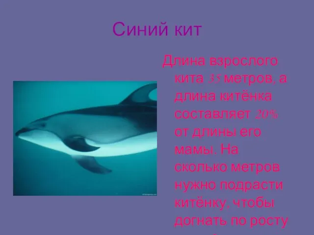 Синий кит Длина взрослого кита 35 метров, а длина китёнка составляет 20%