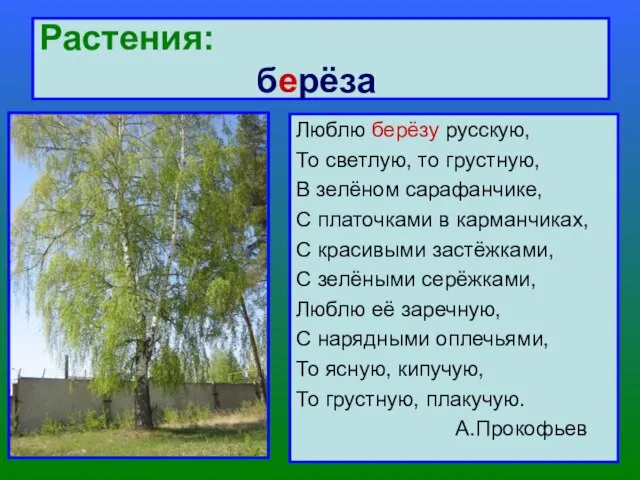 Растения: берёза Люблю берёзу русскую, То светлую, то грустную, В зелёном сарафанчике,