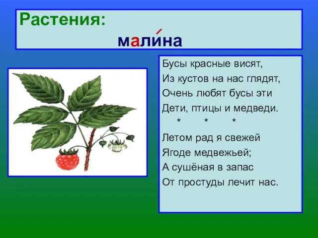 Растения: малина Бусы красные висят, Из кустов на нас глядят, Очень любят