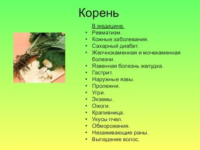 Корень В медицине. Ревматизм. Кожные заболевания. Сахарный диабет. Желчнокаменная и мочекаменная болезни.