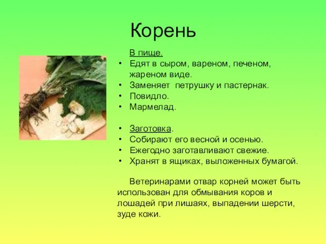 Корень В пище. Едят в сыром, вареном, печеном, жареном виде. Заменяет петрушку