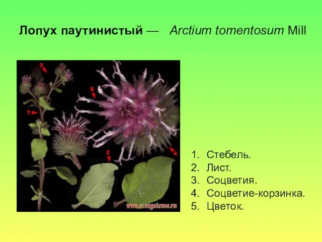 Лопух паутинистый — Arctium tomentosum Mill Стебель. Лист. Соцветия. Соцветие-корзинка. Цветок.