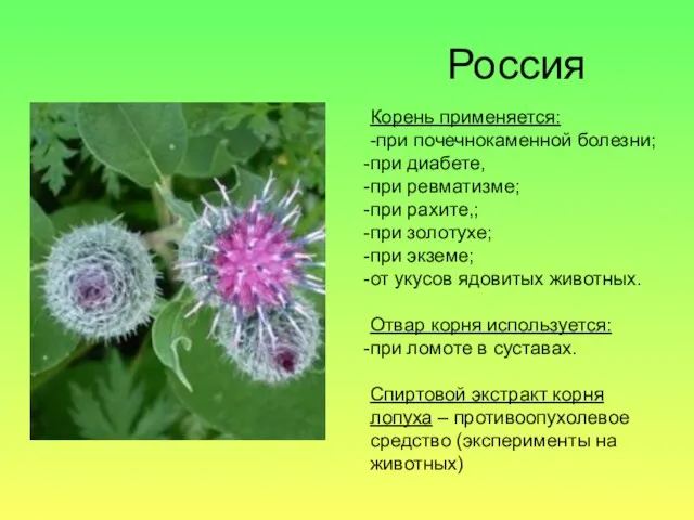 Россия Корень применяется: -при почечнокаменной болезни; при диабете, при ревматизме; при рахите,;