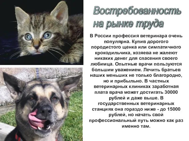 В России профессия ветеринара очень популярна. Купив дорогого породистого щенка или симпатичного