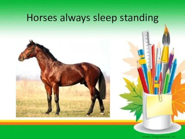 Horses always sleep standing
