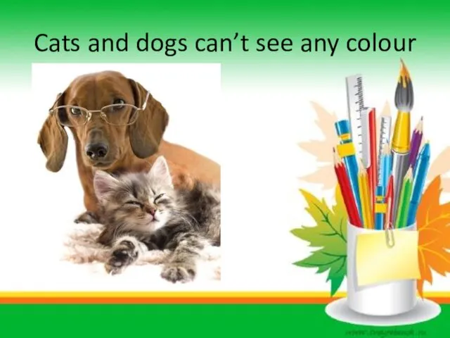 Cats and dogs can’t see any colour