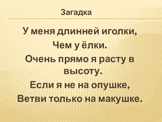 У меня длинней иголки, Чем у ёлки. Очень прямо я расту в