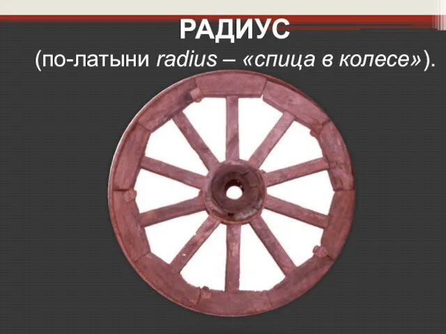 РАДИУС (по-латыни radius – «спица в колесе»).