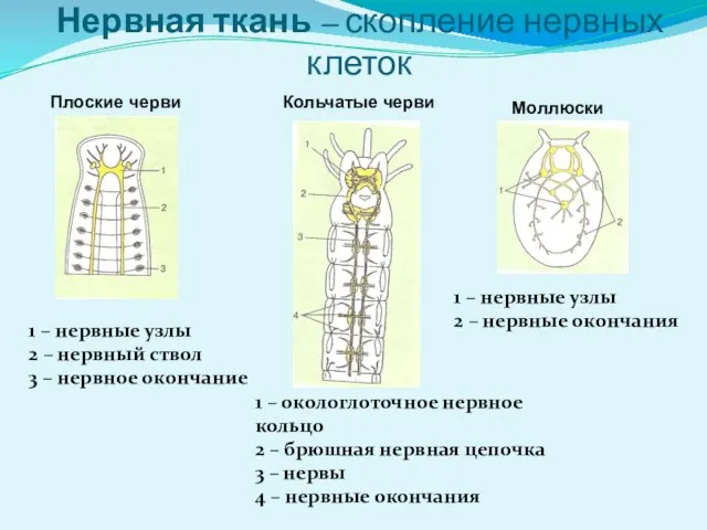 Нервная ткань – скопление нервных клеток Плоские черви Кольчатые черви Моллюски 1