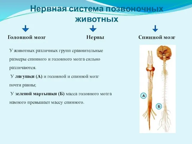 Нервная система позвоночных животных Головной мозг Нервы Спинной мозг У животных различных