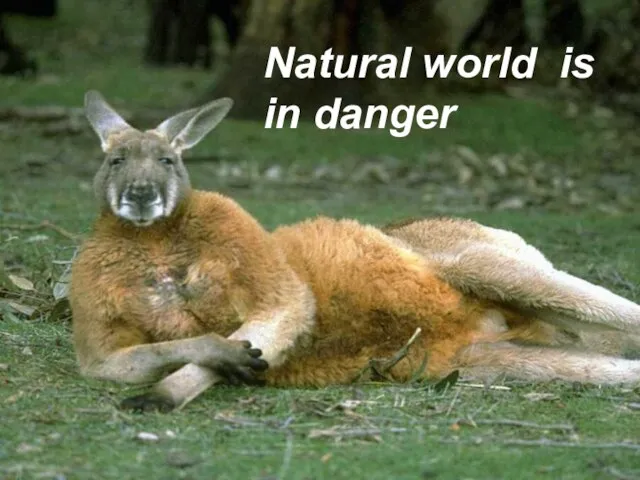 Natural world is in danger