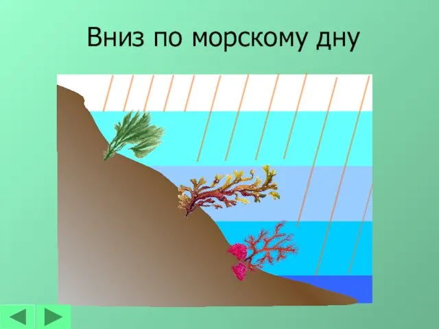 Вниз по морскому дну