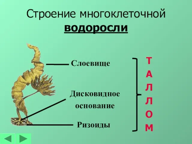 Строение многоклеточной водоросли Ризоиды Слоевище Дисковидное основание Т А Л Л О М