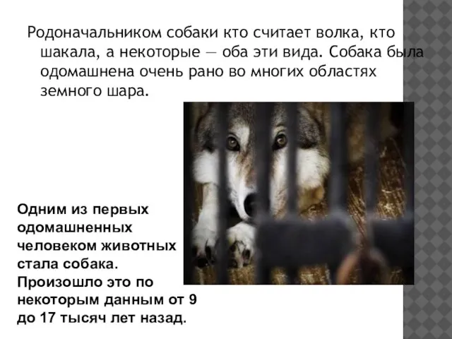 Родоначальником собаки кто считает волка, кто шакала, а некоторые — оба эти