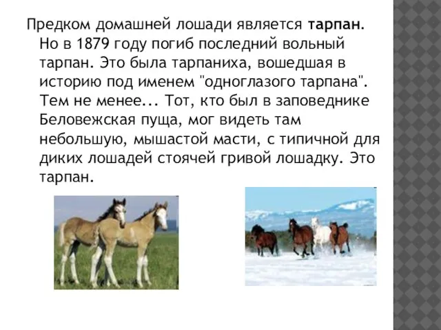 Предком домашней лошади является тарпан. Но в 1879 году погиб последний вольный