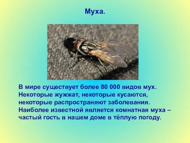 Муха. В мире существует более 80 000 видов мух. Некоторые жужжат, некоторые