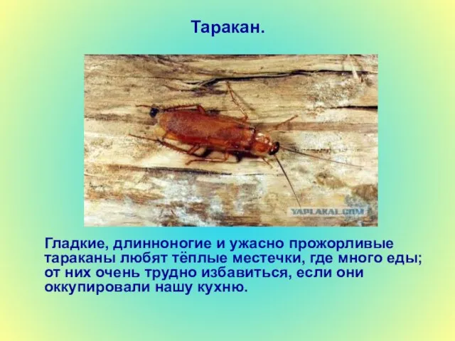 Таракан. Гладкие, длинноногие и ужасно прожорливые тараканы любят тёплые местечки, где много