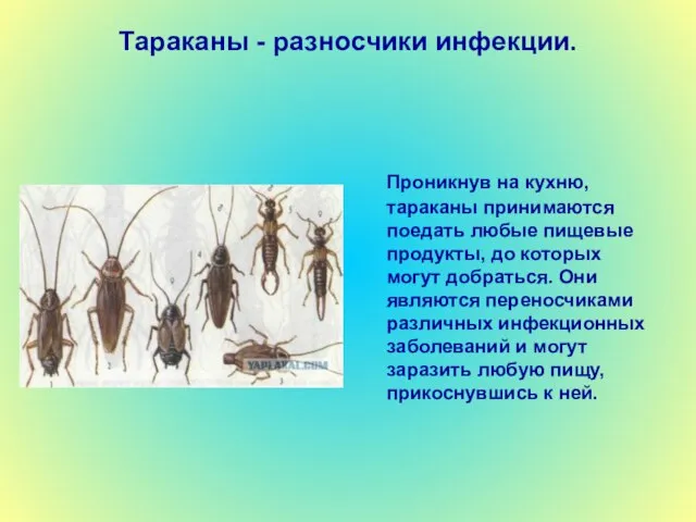 Тараканы - разносчики инфекции. Проникнув на кухню, тараканы принимаются поедать любые пищевые