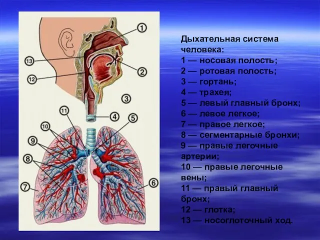 Дыхательная система человека: 1 — носовая полость; 2 — ротовая полость; 3