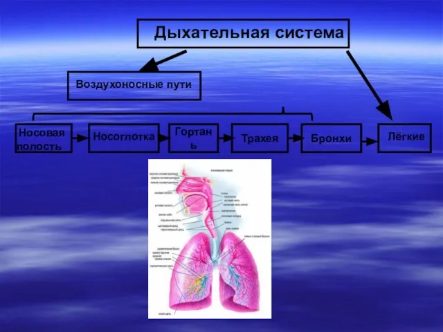 Носовая полость Дыхательная система Воздухоносные пути Лёгкие Носоглотка Гортань Трахея Бронхи