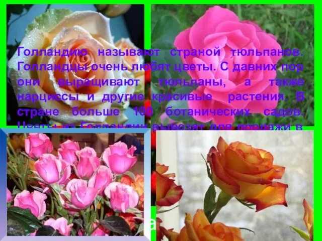Писаревская Т.П. Баган Голландию называют страной тюльпанов. Голландцы очень любят цветы. С