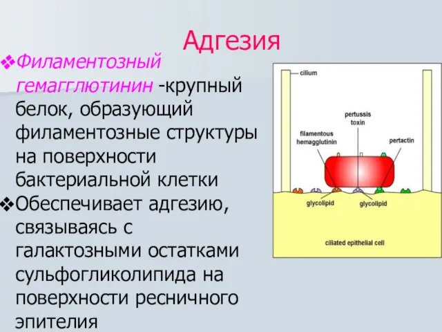 Адгезия Филаментозный гемагглютинин -крупный белок, образующий филаментозные структуры на поверхности бактериальной клетки