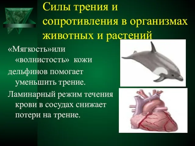 Силы трения и сопротивления в организмах животных и растений «Мягкость»или«волнистость» кожи дельфинов