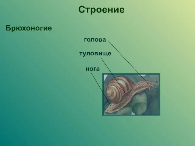 голова туловище нога Строение Брюхоногие