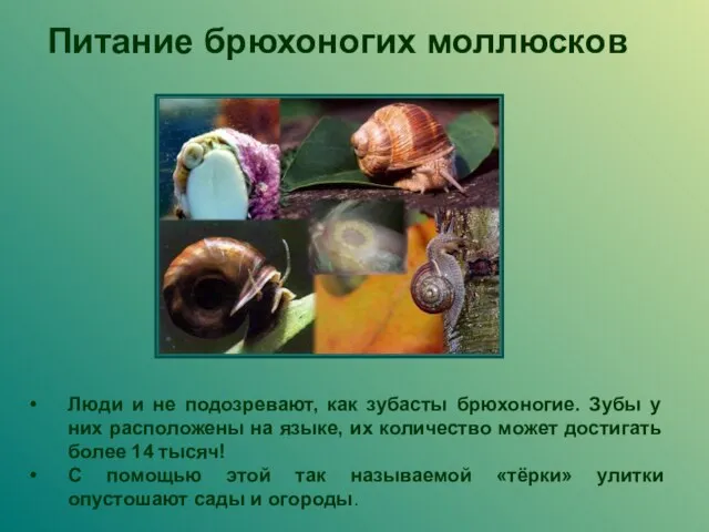 Питание брюхоногих моллюсков Люди и не подозревают, как зубасты брюхоногие. Зубы у