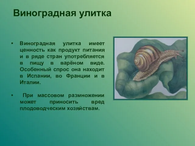 Виноградная улитка имеет ценность как продукт питания и в ряде стран употребляется